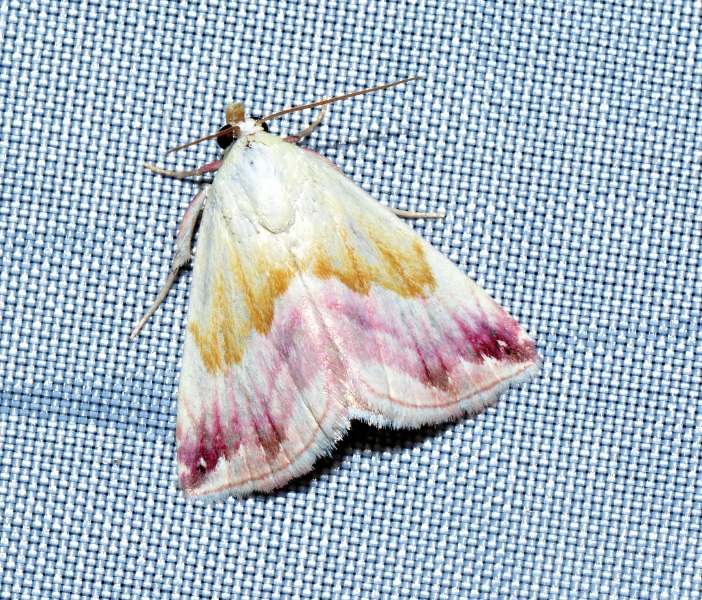 Eublemma purpurina, Erebidae? S